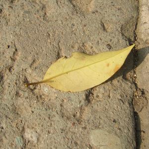 啊灬啊别停灬用力小建
